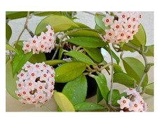  Hoya Carnosa Wax Honey Plant about 20" high
