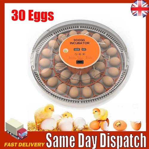 Digital eggs incubator - digital, 30