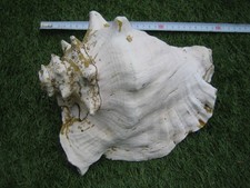 Old large 10 inch x 9 inch Queen Conch Shell undamaged