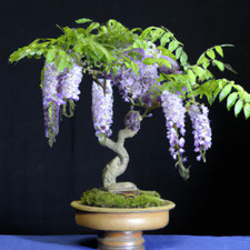 Wisteria Bonsai Tree Tropical House Plant Seeds - 5 Seeds - Indoor Houseplant