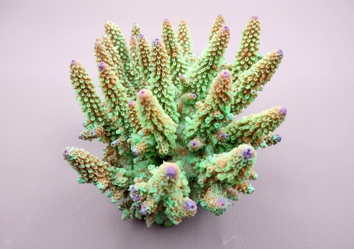 Green faux finger staghorn - green,