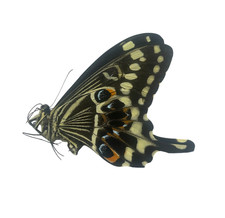 Papilio lormieri Papered