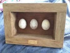Golden eagle replica bird eggs in oak frame