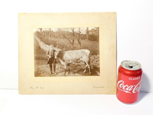19thc shorthorn cow - cow, at