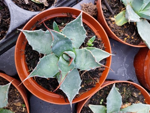 Agave parryi var blue green - var.,