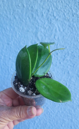 Hoya vangviengiensis live - vangviengiensis,