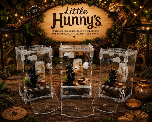 Jumping spider enclosure - jumping, |