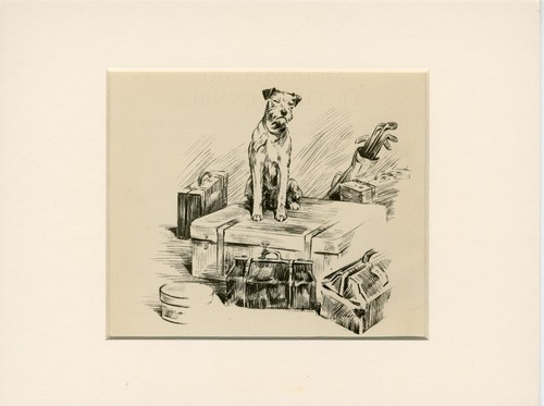 Jack russell fox - fox, terrier