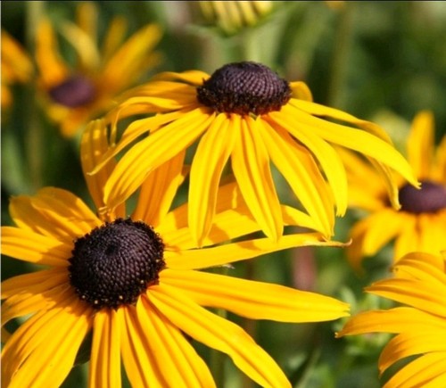 Mega jumbo black eyed susan - 6,