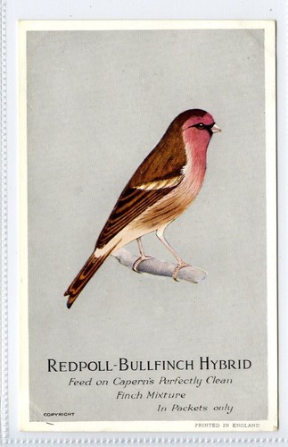 Capern bird seed - (klj3434),