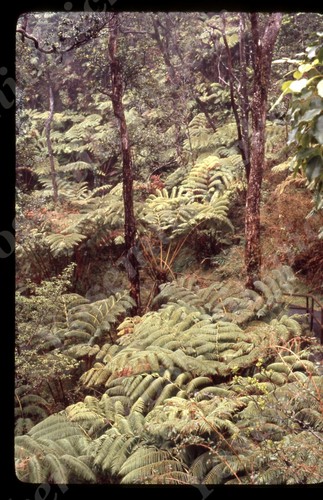 Sl89 original slide 1970 - sl89,