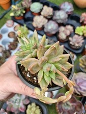 Pachyveria Compactum Hybrid 