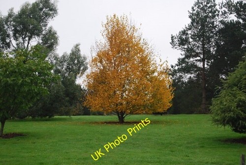 Photo 6x4 autumn colour - autumn,