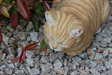 Vivid Arts Ginger Dreaming Cat