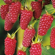 Tayberry 'Buckingham' Rubus