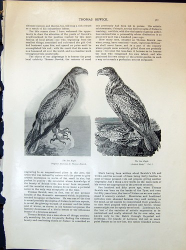 Old sea eagle - old, thomas