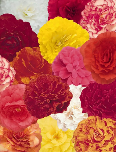 Begonia nonstop mixed seeds - nonstop, f1