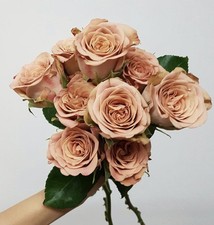 HYBRID TEA ROSE ‘CAPUCINO’ BARE ROOT GARDEN ROSE,PERNNIAL PLANTS 