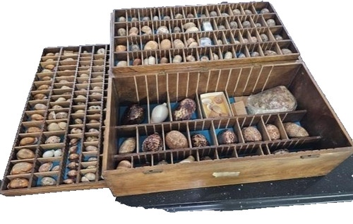 Vintage sea shell - vintage, collection