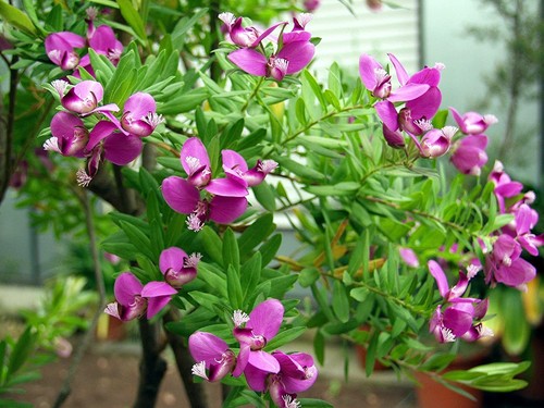 Polygala dalmaisiana - ...polygala,