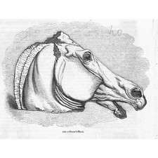 A Horse's Head - Antique Print