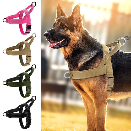 Reflective dog training - dog,