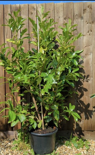 Cherry laurel instant hedging - instant,