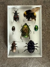 Seven great british insects