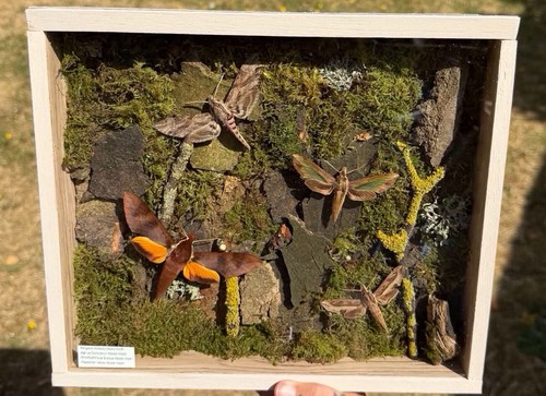 Sale hawk moths in - hawk-moths,