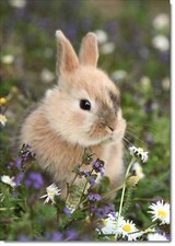 Doodlecards Blank Birthday