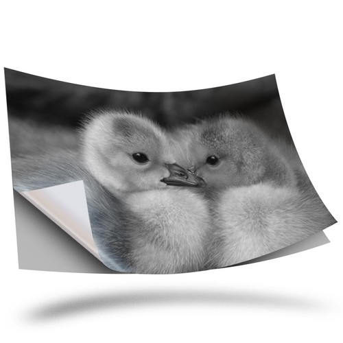 Vinyl sticker bw - bw,