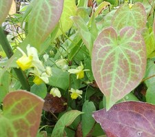 3 x Epimedium Sulphureum