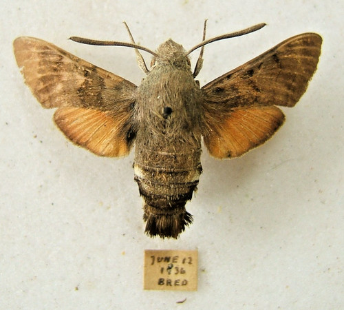 Humming bird hawk - moth, m
