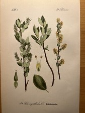 1886 Antique Illustration