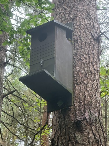 Red squirrel nest box - red,