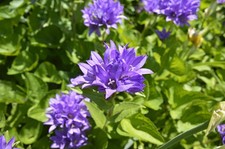 Campanula Superba 2L Bell