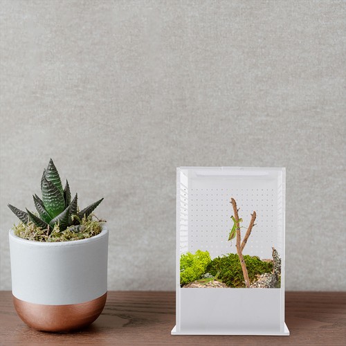 Gecko terrarium reptile - gecko,