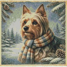 Australian Silky Terrier Puppy