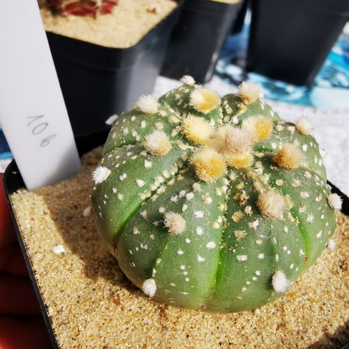 Astrophytum asterias super - astrophytum, asterias,
