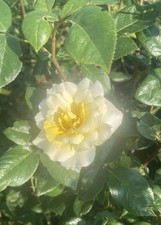 Yellow Golden Showers rose 3 litre pot climbing.