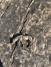 9ct Yellow Gold Horse Large