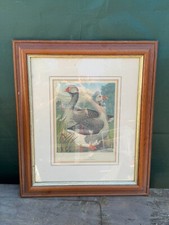 ANTIQUE TOULOUSE GEESE PRINT CASSELL POULTRY BOOK VINTAGE FRAMED FARM BIRDS ART