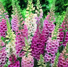 5 litre LARGE - digitalis