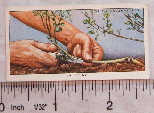 1938 wills garden - garden, 27