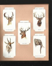 94 YR OLD SET OF WILD ANIMAL CARDS BIG GAME CATS DEER NATURAL HISTORY WOLF BEAR