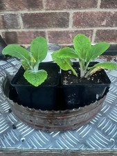 2 young foxglove biennials