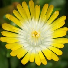 Delosperma plug plants