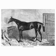 HORSE RACING Caractacus Winner of the Derby - Antique Print 1862