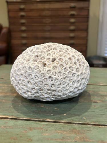 Large natural white ivory - large,