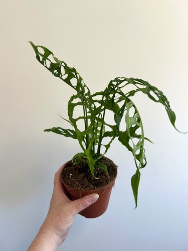 Monstera obliqua peru form - monstera,